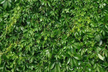 Genç vahşi yaprak çit - park duvar arka plan