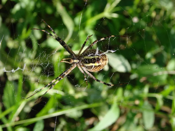 Pavouk vosa sedící na webu zelené pozadí — Stock fotografie