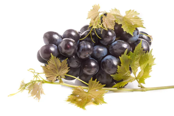 Букет синего винограда с листьями изолированы на белом фоне — стоковое фото