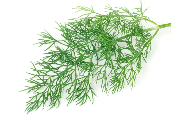Sprig of dill is isolated on  white background closeup — Stock Photo, Image
