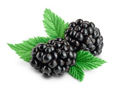 Yapraklı böğürtlen beyaz arka planda izole edilmiş. Kesme yolu ve tam alan derinliği