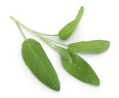 Bilge bitki yaprakları kesme yolu ile beyaz arkaplanda izole edilir. Üst Manzara. Düz yatıyordu