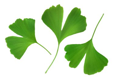 Ginkgo biloba beyaz arka planda izole edilmiş taze yaprak.