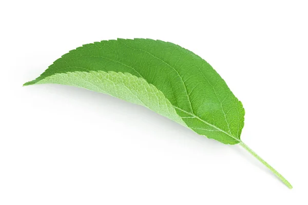 Apple leaf isolated on white background with clipping path. — Stock Photo, Image