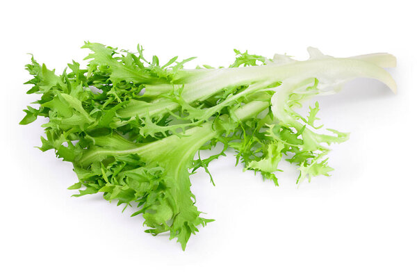 Fresh green leaves of endive frisee chicory salad isolated on white background with clipping path and full depth of field