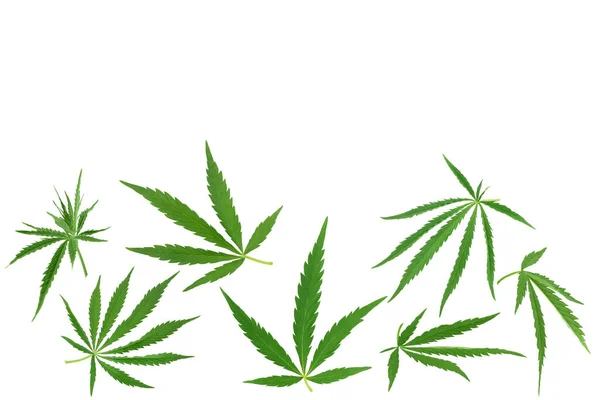 Cannabisblad geïsoleerd op witte achtergrond met knippad en volledige scherptediepte, Bovenaanzicht met kopieerruimte voor uw tekst. Vlakke lay patroon — Stockfoto