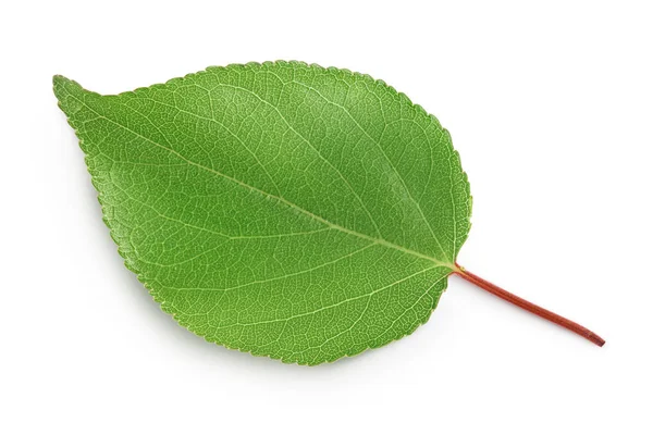 Aprikosenblatt isoliert auf weißem Hintergrund mit Schnittpfad und voller Schärfentiefe. Ansicht von oben. Flache Lage — Stockfoto