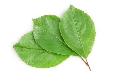 Kesme yolu ve alan derinliği olan beyaz bir arkaplanda izole edilmiş kiraz yaprağı. Üst Manzara. Düz yatıyordu