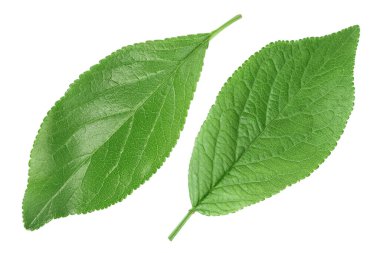 Erik yaprağı, kırpma yolu ve tam derinlik olan beyaz bir arkaplanda izole edilmiş. Üst Manzara. Düz yatıyordu