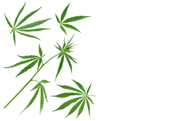 Cannabisblad geïsoleerd op witte achtergrond. Bovenaanzicht met kopieerruimte voor uw tekst. Vlakke lay patroon — Stockfoto