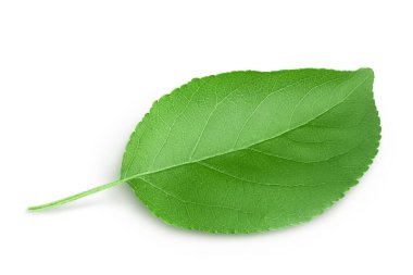 Apple yaprağı kırpma yolu ile beyaz arkaplanda izole edildi.