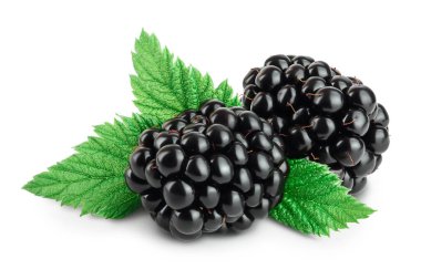 Yapraklı böğürtlen beyaz arka planda izole edilmiş. Kesme yolu ve tam alan derinliği