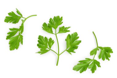 Maydanoz yaprakları beyaz arka planda izole edilmiş, kırpma yolu ve geniş bir alana yayılmış. Üst Manzara. Düz yatıyordu.