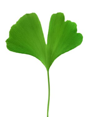 Ginkgo biloba taze yaprak kırpma yolu ile beyaz arkaplan izole.