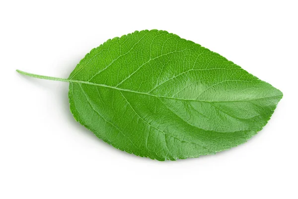 Feuille de pomme isolée sur fond blanc avec chemin de coupe. — Photo