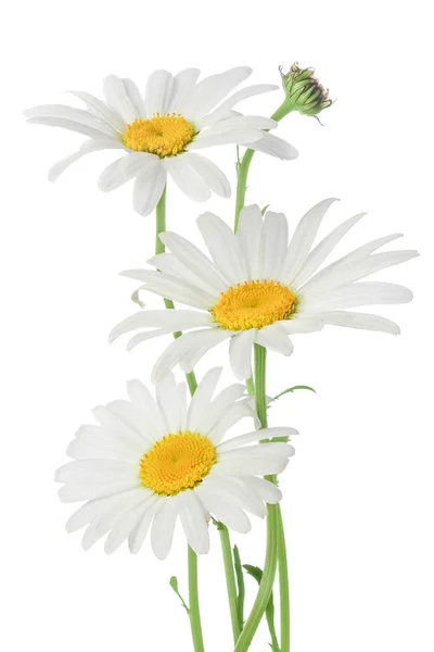 菊花或雏菊，在白色背景上被分离，有切割路径和全场深度 — 图库照片