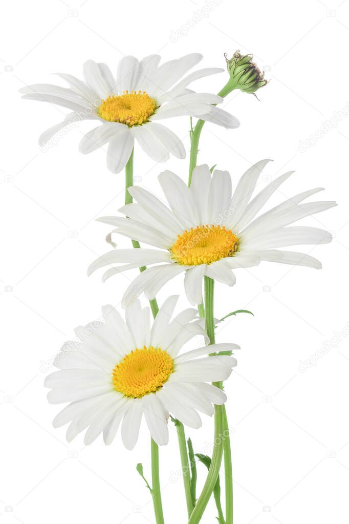 chamomile or daisies isolated on white background with clipping path and full depth of field