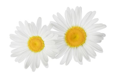 Papatya ya da papatya kesme yolu olan beyaz arka planda izole edilmiş papatyalar. Ayarla ya da topla.