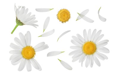 Papatya ya da papatya, kesme yolu ve geniş bir alana yayılmış beyaz arka planda izole edilmiş. Ayarla ya da topla.