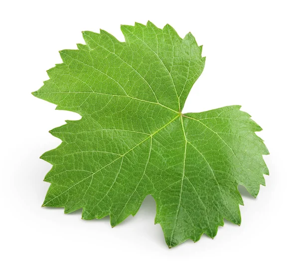 Grape leaf isolated on white background with clipping path and full depth of field. Top view. Flat lay — Stock Photo, Image