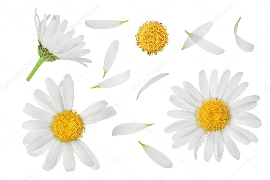 chamomile or daisies isolated on white background with clipping path and full depth of field. Set or collection.