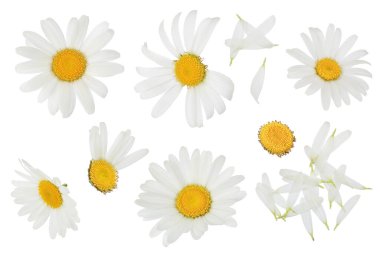 Papatya ya da papatya, kesme yolu ve geniş bir alana yayılmış beyaz arka planda izole edilmiş. Ayarla ya da topla.