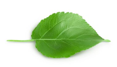 Apple yaprağı kırpma yolu ile beyaz arkaplanda izole edildi.