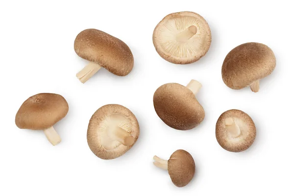 Fresh Shiitake mushroom isolated on white background with clipping path. Top view. Flat lay — Stock Photo, Image