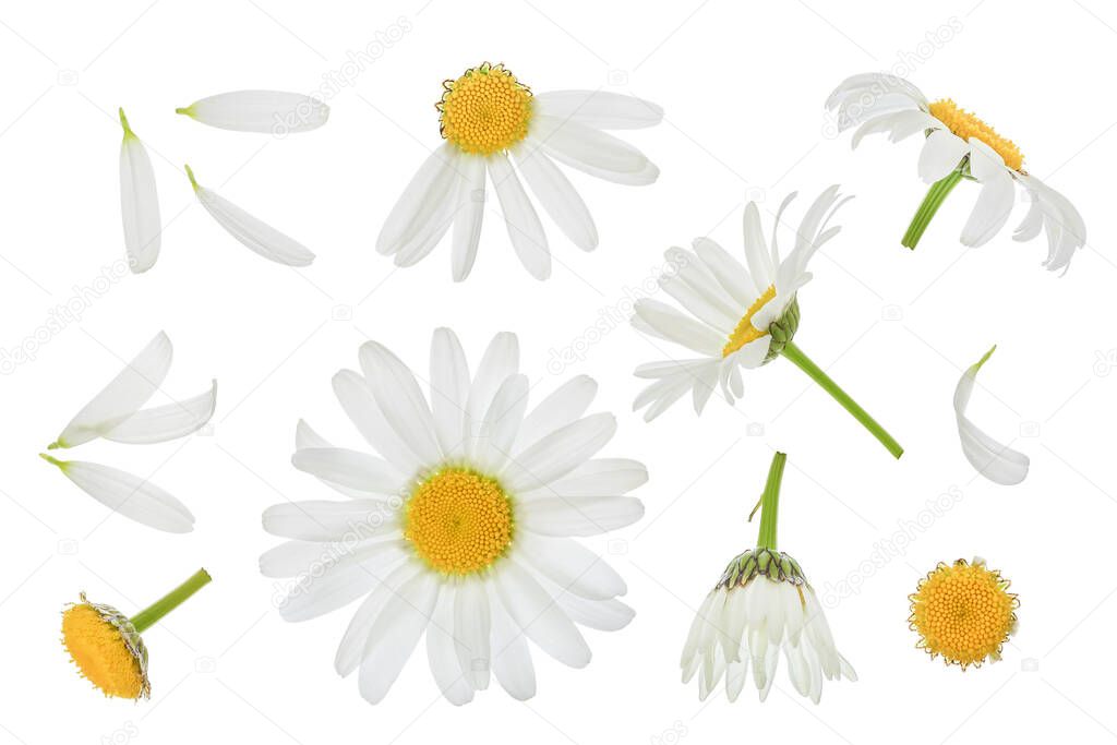 chamomile or daisies isolated on white background with clipping path and full depth of field. Set or collection.