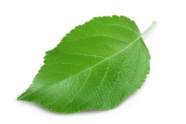 흰 배경에 갈라진 길이 있는 애플 나뭇잎. — 스톡 사진