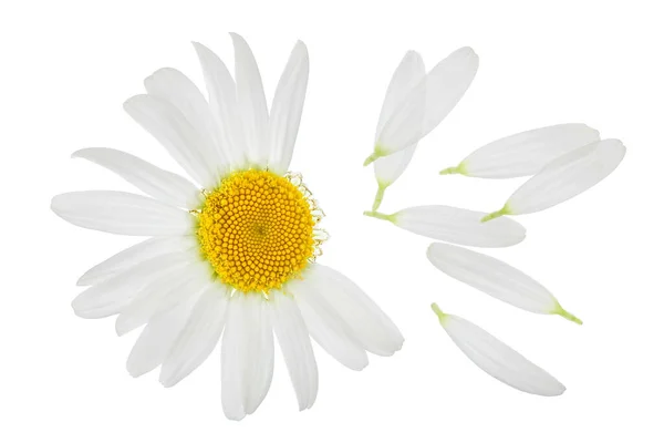 Kamille oder Gänseblümchen isoliert auf weißem Hintergrund mit Schnittpfad. Set oder Sammlung. — Stockfoto
