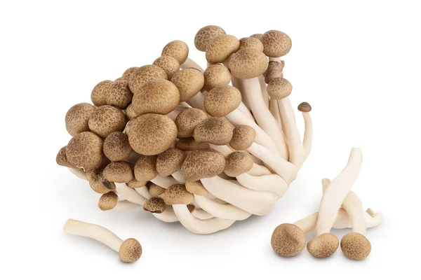 Brown beech mushrooms or Shimeji mushroom isolated on white background with clipping path and full depth of field. — Stock Photo, Image