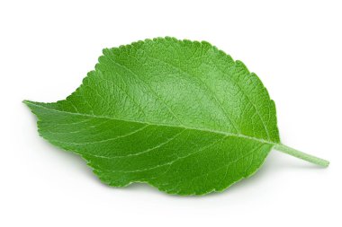 Apple yaprağı kırpma yolu ile beyaz arkaplanda izole edildi.