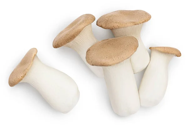 King Oyster mushroom or Eringi isolated on white background with clipping path. Top view. Flat lay — Stock Photo, Image