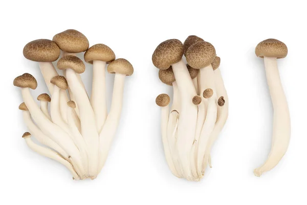 Brown beech mushrooms or Shimeji mushroom isolated on white background with clipping path. Top view, flat lay. Set or collection — Stock Photo, Image