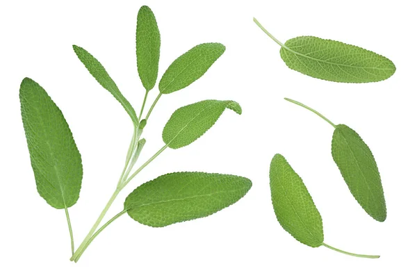 Sage herb leaves isolated on white background. Top view. Flat lay — Stock Photo, Image