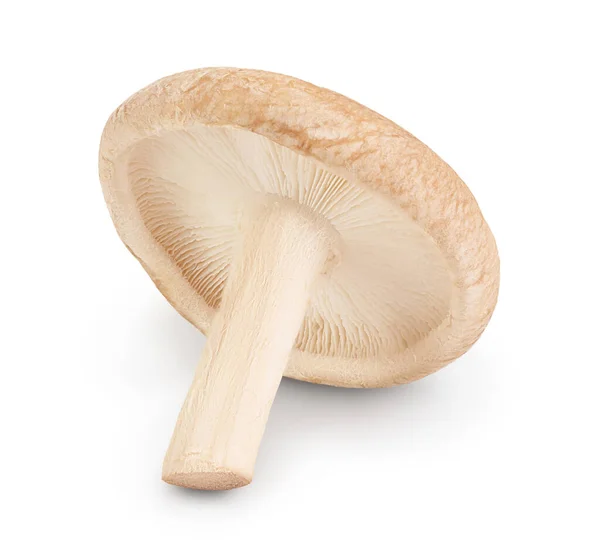 Champiñón fresco Shiitake aislado sobre fondo blanco con camino de recorte y profundidad completa de campo. —  Fotos de Stock