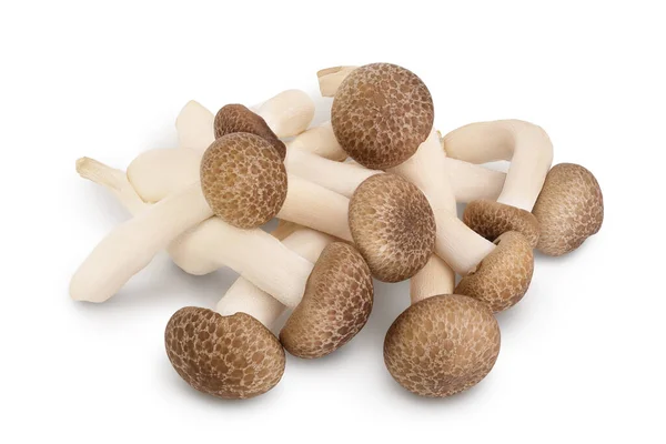 Brown beech mushrooms or Shimeji mushroom isolated on white background with clipping path and full depth of field. — Stock Photo, Image