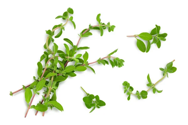 Oregano eller mejram blad isolerade på vit bakgrund med klippning väg och full skärpedjup. Högst upp. Platt äggläggning — Stockfoto