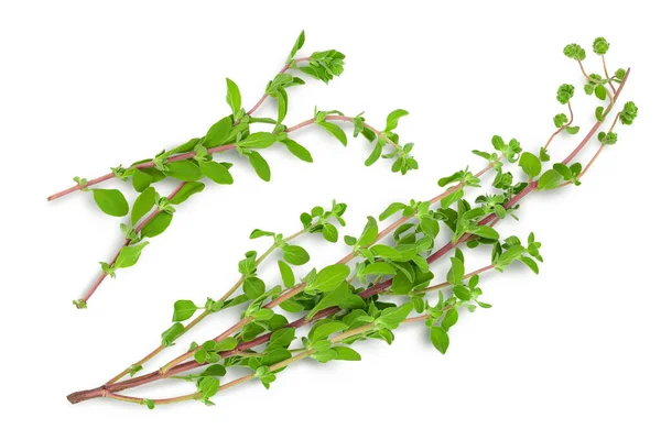 Oregano eller mejram blad isolerade på vit bakgrund med klippning väg och full skärpedjup. Högst upp. Platt äggläggning — Stockfoto