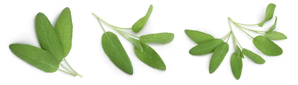 Foglie di erba salvia isolate su sfondo bianco con percorso di ritaglio e piena profondità di campo. Vista dall'alto. Piatto. Set o collezione — Foto Stock