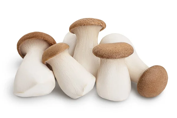 King Oyster mushroom or Eringi isolated on white background with clipping path and full depth of field. — Stock Photo, Image