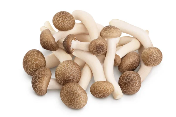 Brown beech mushrooms or Shimeji mushroom isolated on white background with clipping path and full depth of field. — Stock Photo, Image