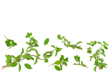 Oregano ya da Marjoram beyaz arka planda taze ve kuru bırakırlar. Metnin için kopyalama alanı olan üst görünüm. Düz yatıyordu