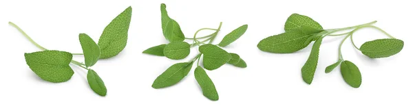 Foglie di erba salvia isolate su sfondo bianco con percorso di ritaglio e piena profondità di campo. Vista dall'alto. Piatto. Set o collezione — Foto Stock