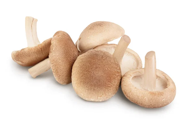 Champiñón fresco Shiitake aislado sobre fondo blanco con camino de recorte y profundidad completa de campo. — Foto de Stock