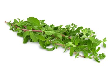 Oregano ya da marjoram yaprakları kesme yolu ve tam derinlikte beyaz zemin üzerinde izole