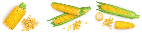 Ear of corn isolated on a white background. Clipping path and full depth of field. Set or collection — Stock Photo, Image