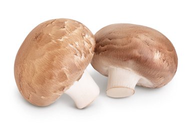 Royal Brown şampiyonu kırpma yolu ve tam derinlik alan ile beyaz arkaplanda izole