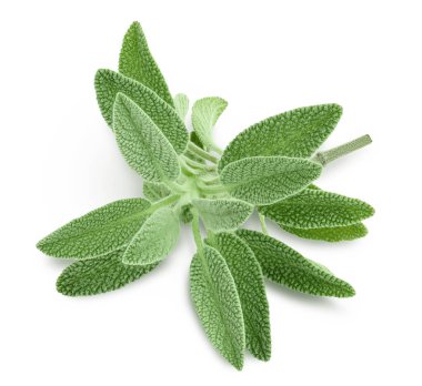 beyaz arka planda izole edilmiş taze adaçayı otu kırpma yolu ve tam derinlik